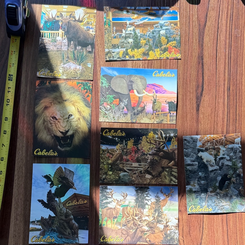Vintage Cabela's Wildlife Scene Postcard Collection